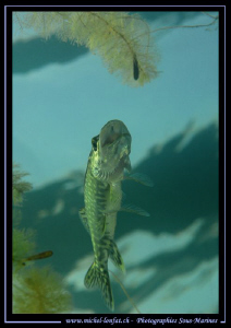 Little Pike Fish on the surface... Que du bonheur... :O)... by Michel Lonfat 